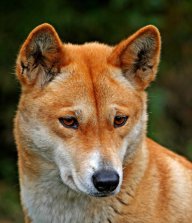 Wild Dingo